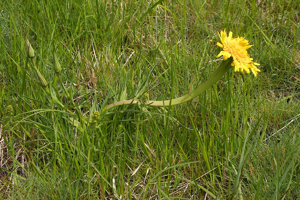Fasciazione su Taraxacum